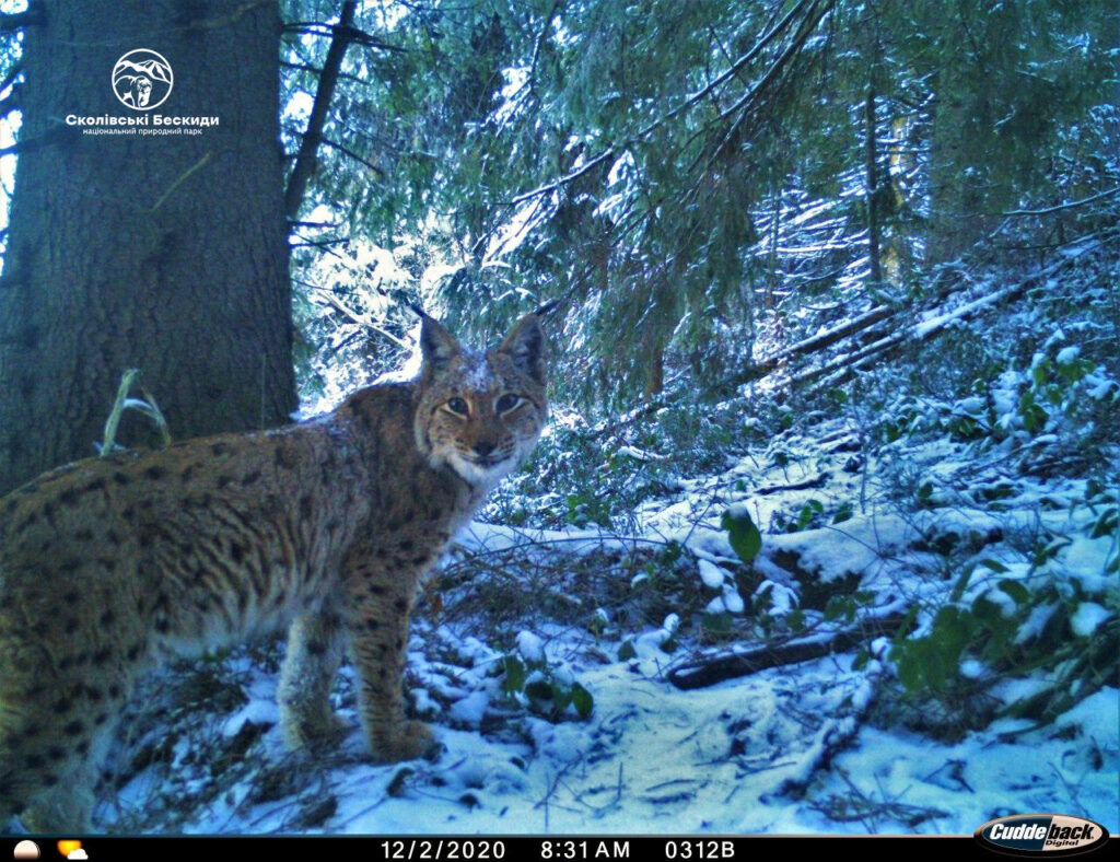 Picture of a lynx in a snowy forest